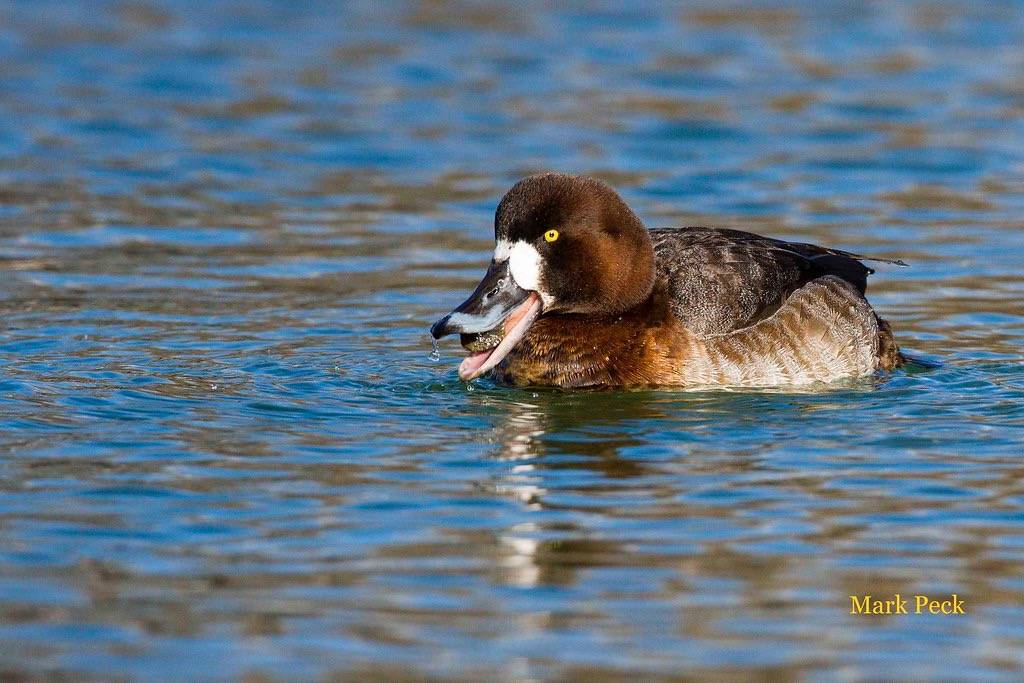 Greater Scaup Aythya marila by Mark Peck Bird Photography is licensed under CC BY-NC-SA 2.0
